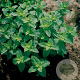 Mentha spicata GM P9