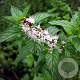 Mentha spicata GM P9