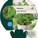 Mentha spicata 'Moroccan' GM P9