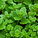 Mentha spicata 'Moroccan' GM P9