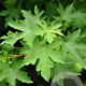 Liquidambar orientalis 6-8 HO draadkluit geveerd