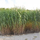 Miscanthus giganteus GM  P11