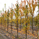 Liquidambar styraciflua 10-12 HO draadkluit geveerd