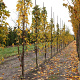 Liquidambar styraciflua 10-12 HO draadkluit geveerd