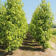 Liquidambar s. 'Worplesdon' 8-10 HO 45L geveerd