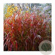 Miscanthus sin. 'Dronning Ingrid' GM P9