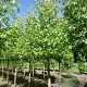 Liquidambar s. 'Worplesdon' 40-45 HO draadkluit 250 cm stam