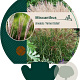 Miscanthus sin. 'Ferner Osten' GM P9