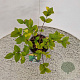Lonicera fragrantissima 25-30 cm 2,5L