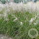 Miscanthus sin. 'Gracillimus' GM P9