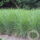 Miscanthus sin. 'Gracillimus' GM P9