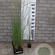 Miscanthus sin. 'Gracillimus' GM P9