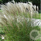 Miscanthus sin. 'Kleine Fontäne' GM P9