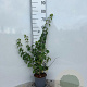 Lonicera xylosteum 30-40 cm 2,0L