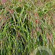 Miscanthus sin. 'Little Zebra' GM P9