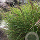 Miscanthus sin. 'Little Zebra' GM P9