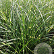 Miscanthus sin. 'Little Zebra' GM P9