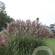 Miscanthus sin. 'Malepartus' GM P9