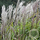 Miscanthus sin. 'Silberfeder' GM P9