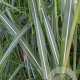 Miscanthus sin. 'Silberfeder' GM P9