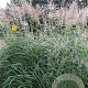 Miscanthus sin. 'Silberfeder' GM P9