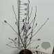 Magnolia loebneri 'Leonard Messel' 100-125 cm 15L