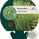 Miscanthus sin. 'Strictus' GM P9
