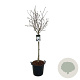 Magnolia stellata 80 cm stam 30L