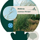 Molinia arund. 'Windspiel' GM P9