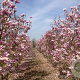 Magnolia 'Susan' 250-300 cm draadkluit meerstammig