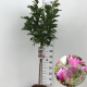 Magnolia 'Susan' 60 cm stam 7,5L