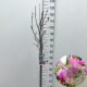 Magnolia 'Susan' 70 cm stam 7,5L