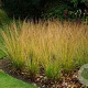 Molinia caerulea 'Cordoba' GM P9