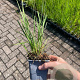 Molinia caerulea 'Heidebraut' GM P9