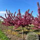 Malus 'Indian Magic' 20-25 HA draadkluit 120 cm stam
