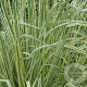Molinia caerulea 'Variegata' GM P9