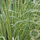 Molinia caerulea 'Variegata' GM P9