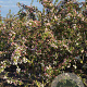 Malus 'Professor Sprenger' 300-350 cm draadkluit meerstammig