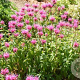 Monarda 'Bergamot' GM P9