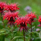 Monarda 'Adam' GM P9