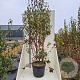 Malus 'Red Sentinel' 200-250 cm cont. 55L meerstammig