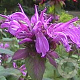 Monarda 'Aquarius' GM P9