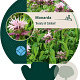 Monarda 'Beauty of Cobham' GM P9