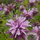 Monarda 'Beauty of Cobham' GM P9