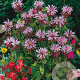 Monarda 'Beauty of Cobham' GM P9