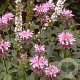 Monarda 'Beauty of Cobham' GM P9
