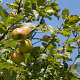 Malus sylvestris 600-700 cm draadkluit meerstammig