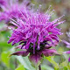 Monarda 'Blaustrumpf' GM P9