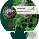 Monarda bradburiana GM P9