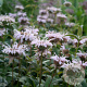 Monarda bradburiana GM P9
